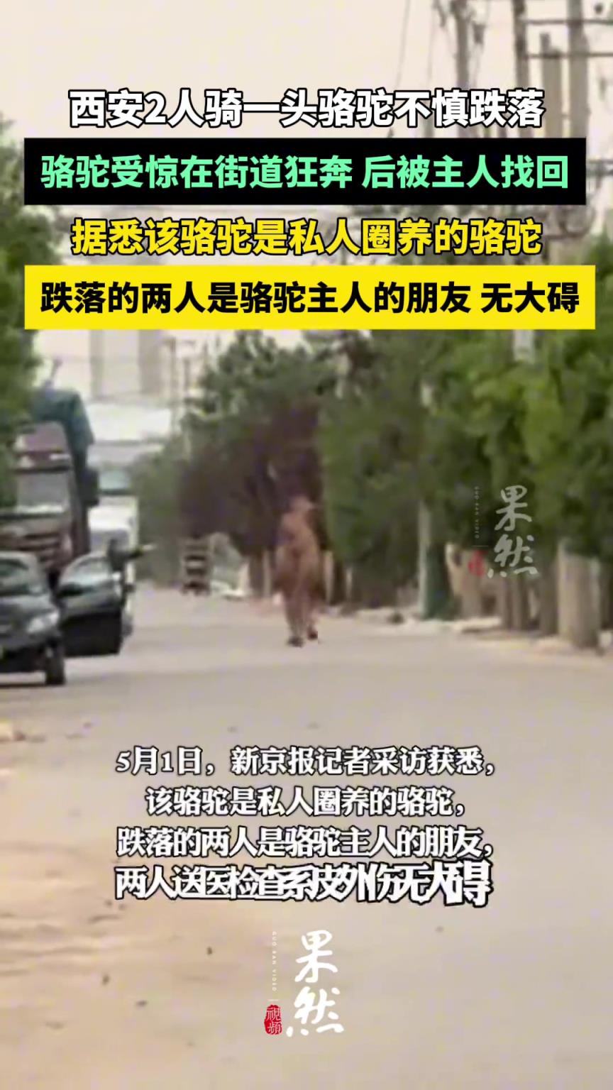 西安2人骑一头骆驼不慎跌落：骆驼受惊在街道狂奔 两人受皮外伤