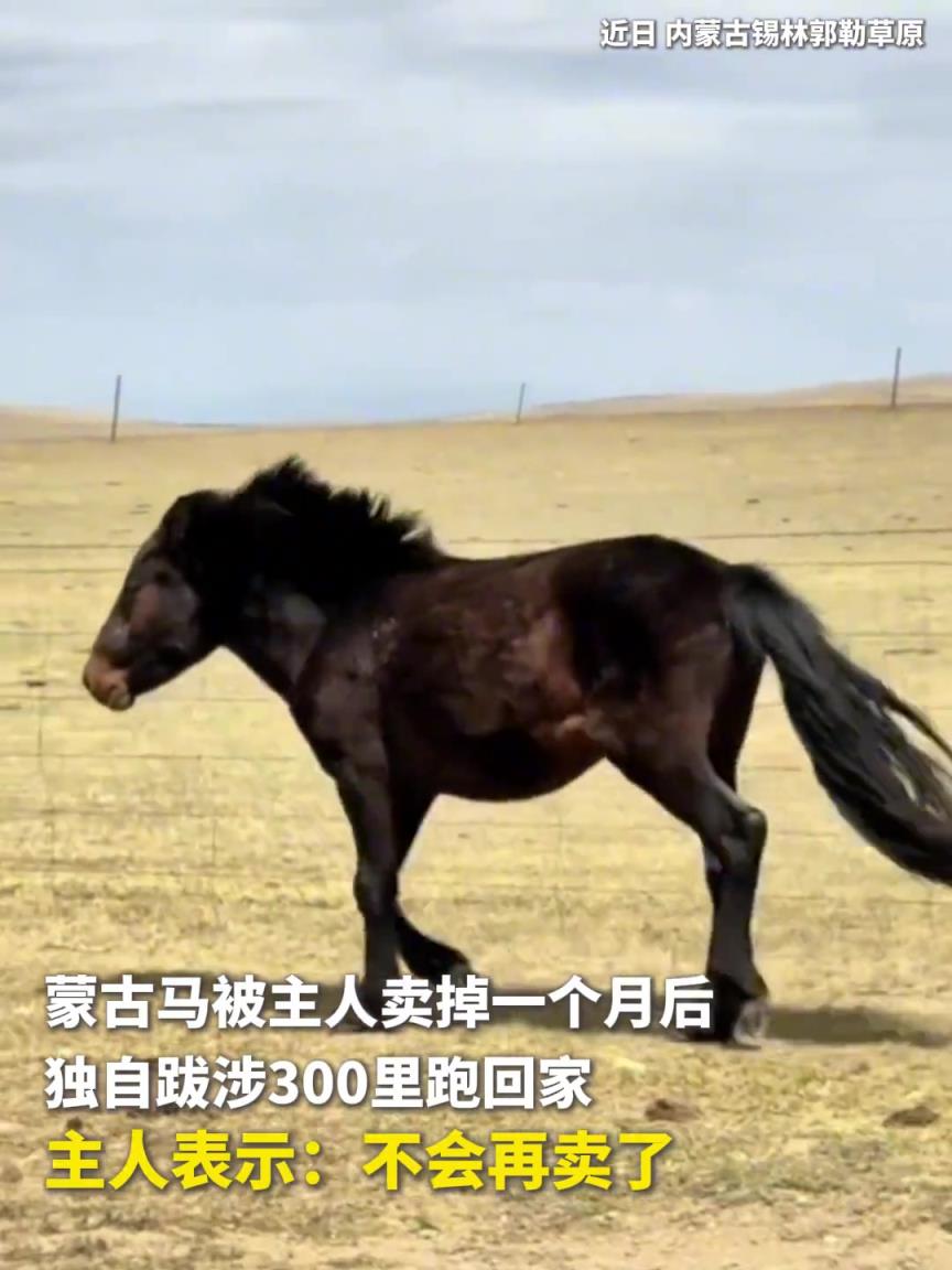 蒙古马被主人卖掉一个月后 独自跋涉300里跑回家