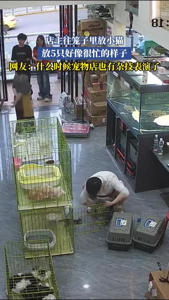 店主往笼子里放小猫 放5只好像很忙的样子