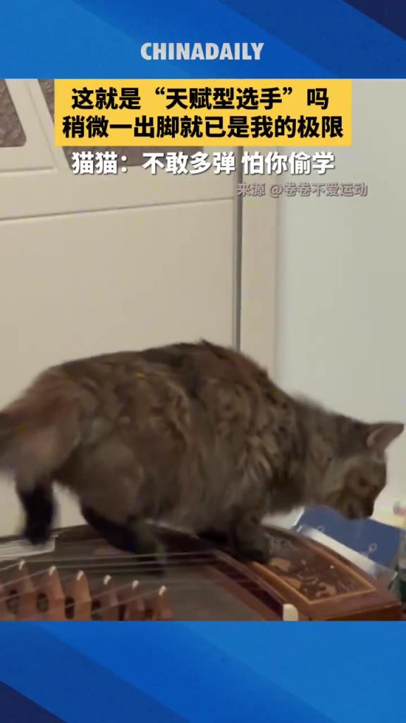 “天赋型选手”！猫猫一出脚就知道是高手