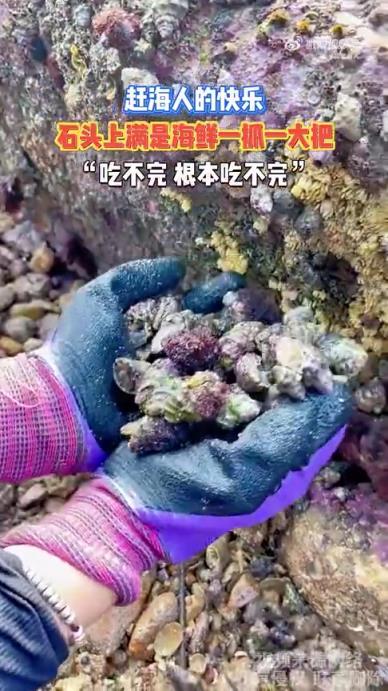 赶海人的快乐：石头上满是海鲜，一抓一大把