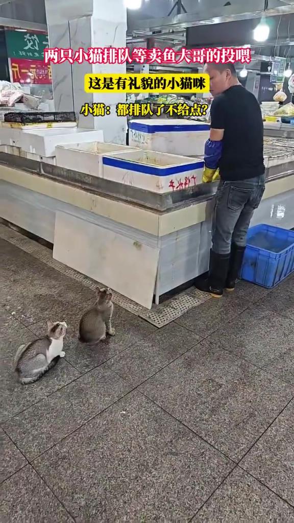两只小猫排队等卖鱼大哥的投喂，这是有礼貌的小猫咪