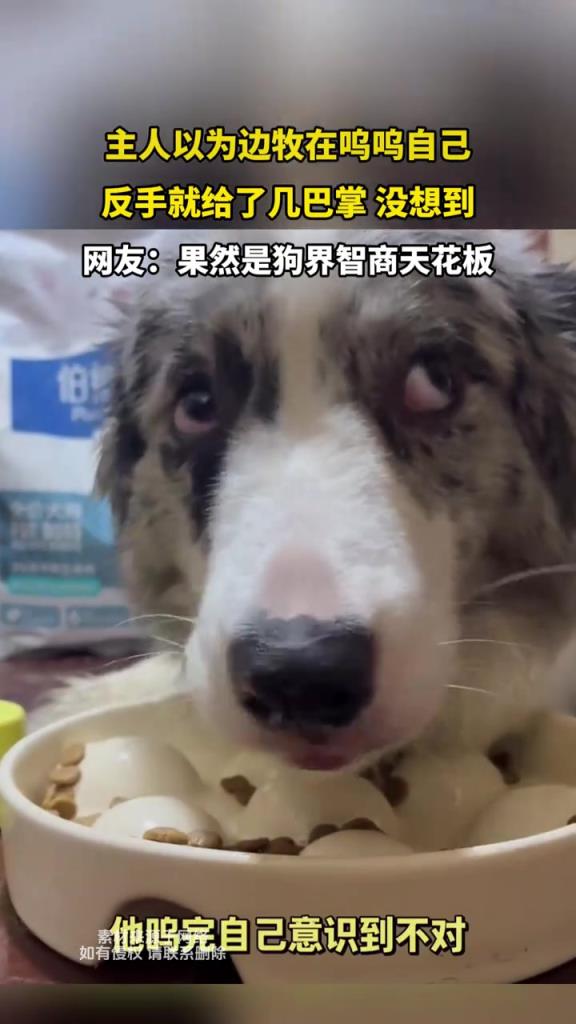 主人以为边牧在呜呜自己 反手就给了几巴掌 没想到...