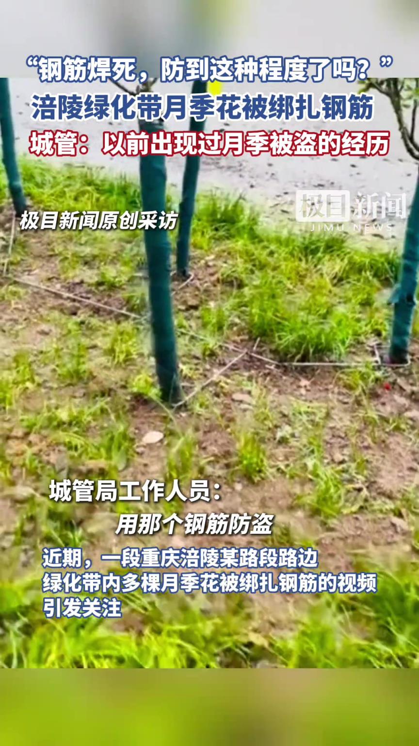 重庆涪陵绿化带月季花被绑扎钢筋