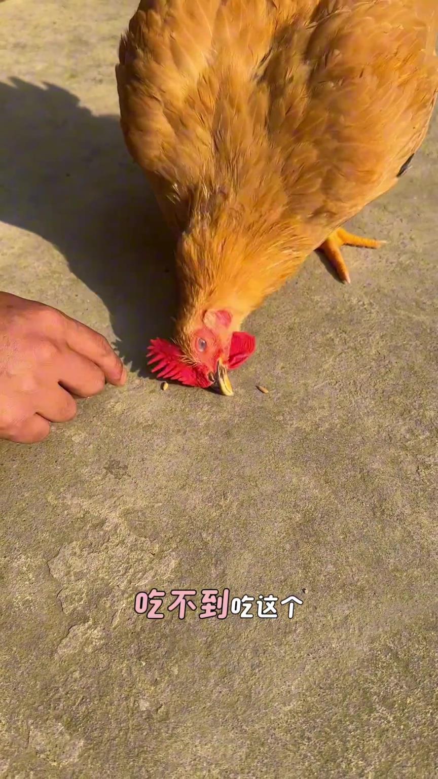 它是怎么長這么大的?