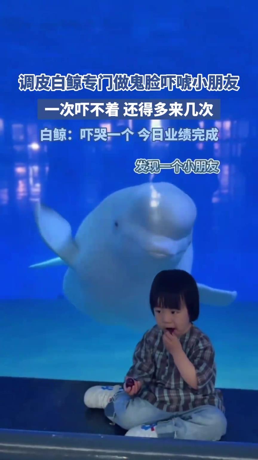 调皮白鲸专门做鬼脸吓小朋友，一次吓不着 还得多来几次