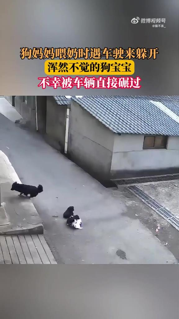 狗妈妈喂奶时遇车驶来躲开，浑然不觉的狗宝宝，被车辆直接碾过