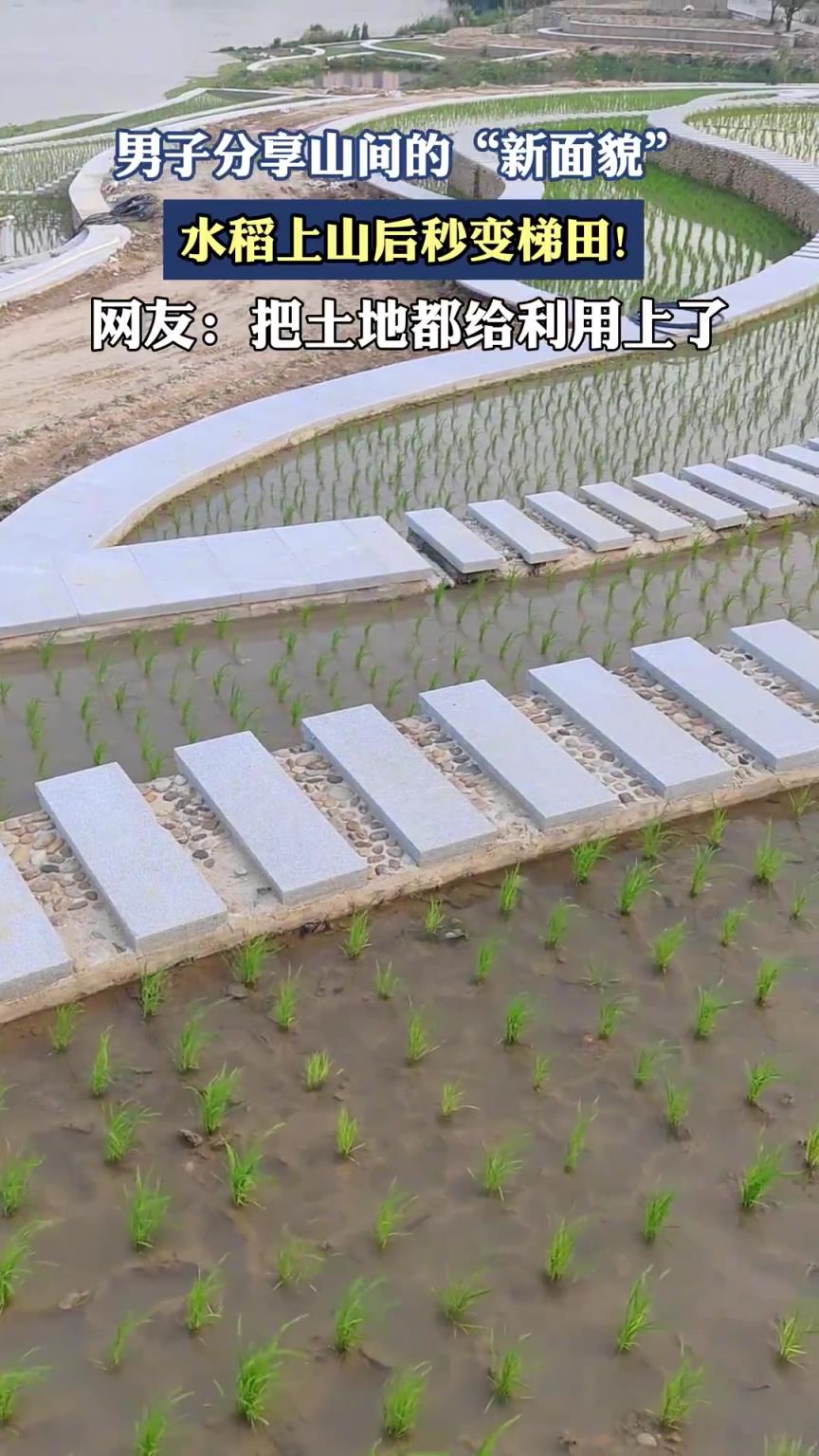 男子分享山间的“新面貌”，水稻上山后秒变梯田！！