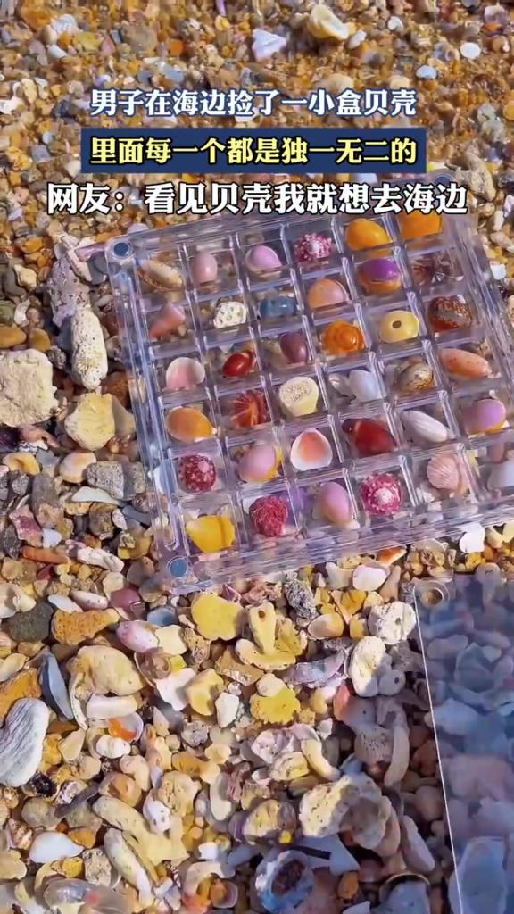 男子在海边捡了一小盒贝壳，里面每一个都是独一无二的