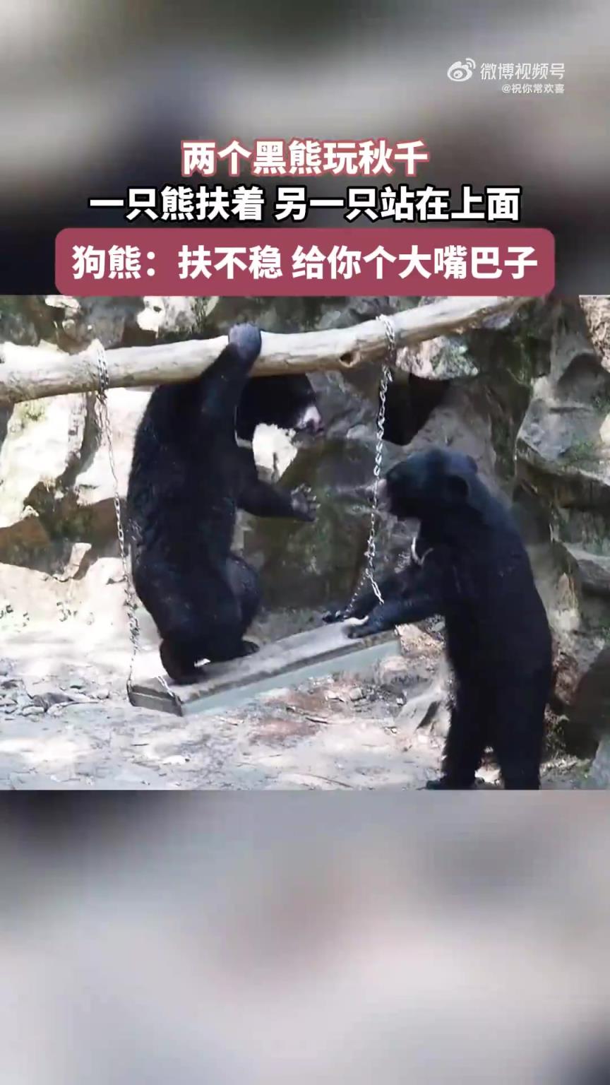 两只黑熊互动：一只扶秋千，另一只站立其上