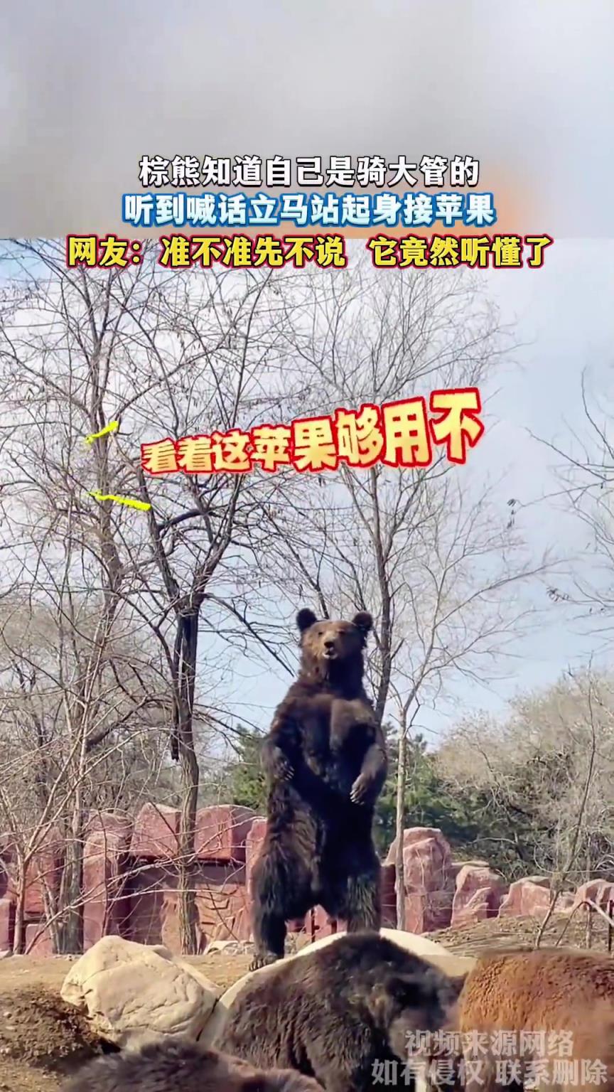 準(zhǔn)不準(zhǔn)先不說 它竟然聽懂了！