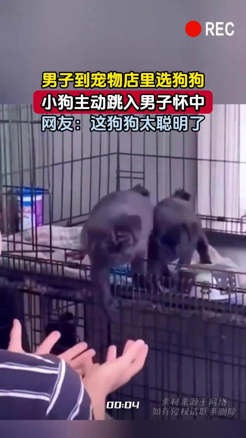 男子到宠物店里选狗狗，小狗主动跳入男子怀中