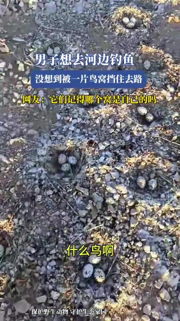 男子想去河边钓鱼，没想到被一片鸟窝挡住去路