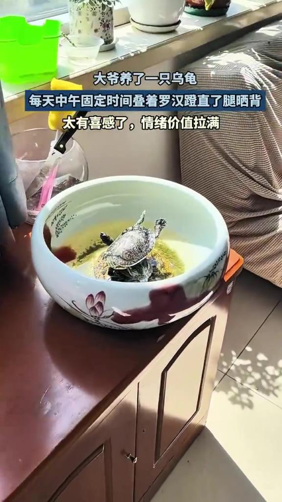 大爷养了一只乌龟，每天中午都叠着罗汉蹬直了腿晒背