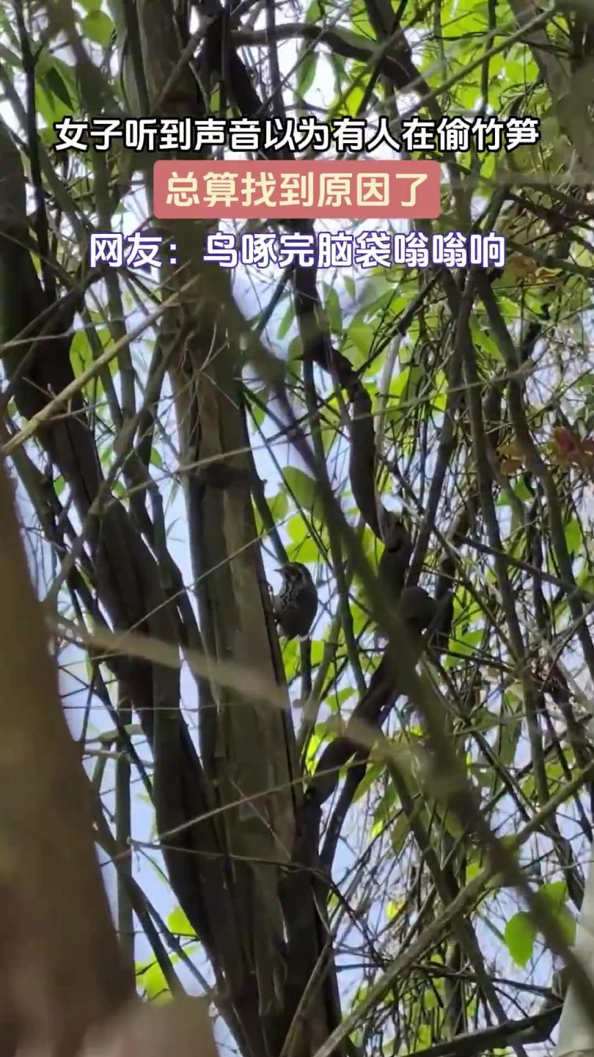 女子听到声音以为有人在偷竹笋，总算找到原因了