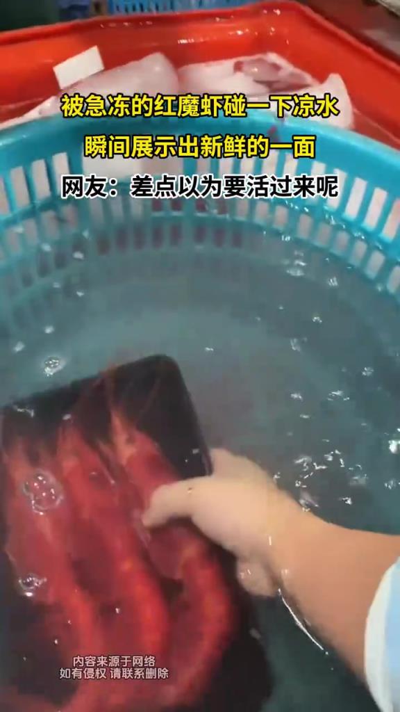 被急冻的红魔虾碰一下凉水，瞬间展示出新鲜的一面