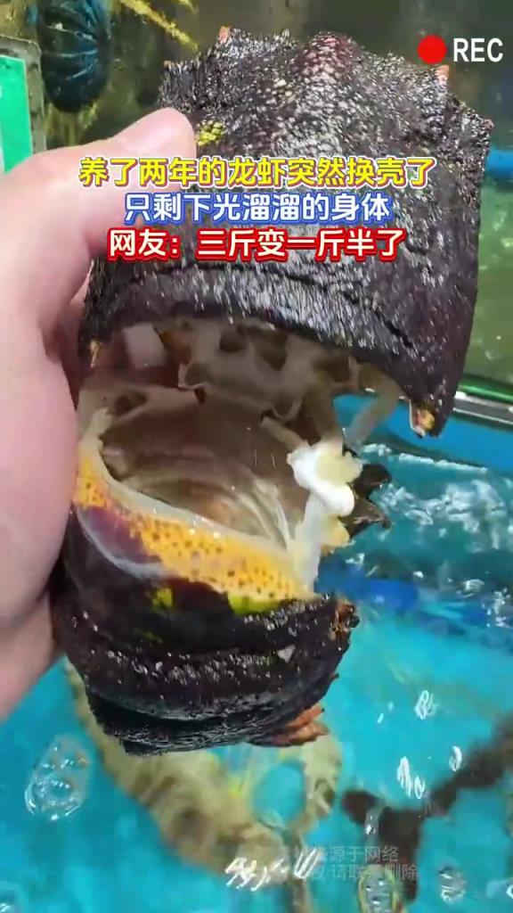 养两年龙虾换壳变 “光溜” 引调侃