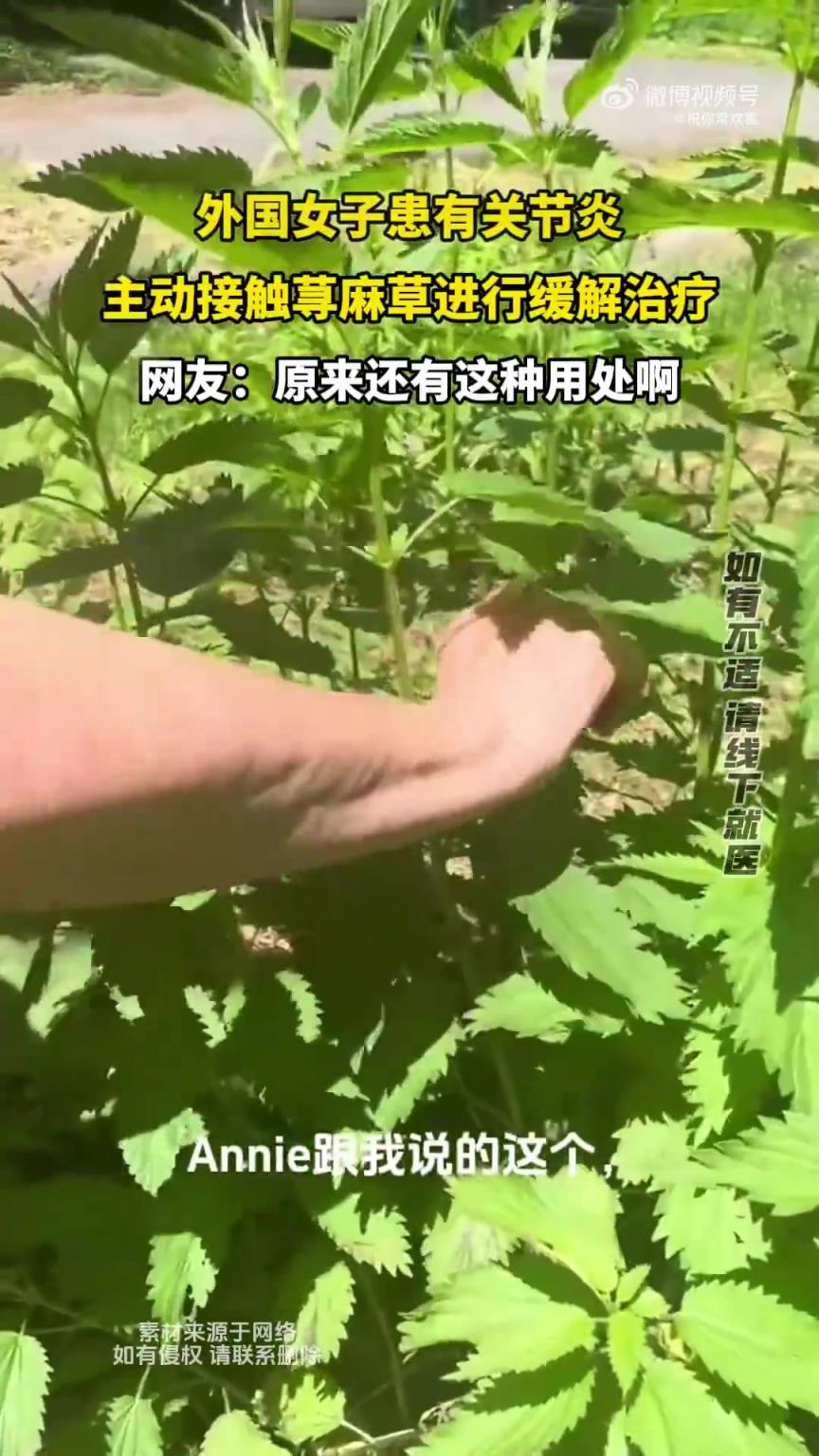外国女子患关节炎，主动用荨麻草缓解治疗