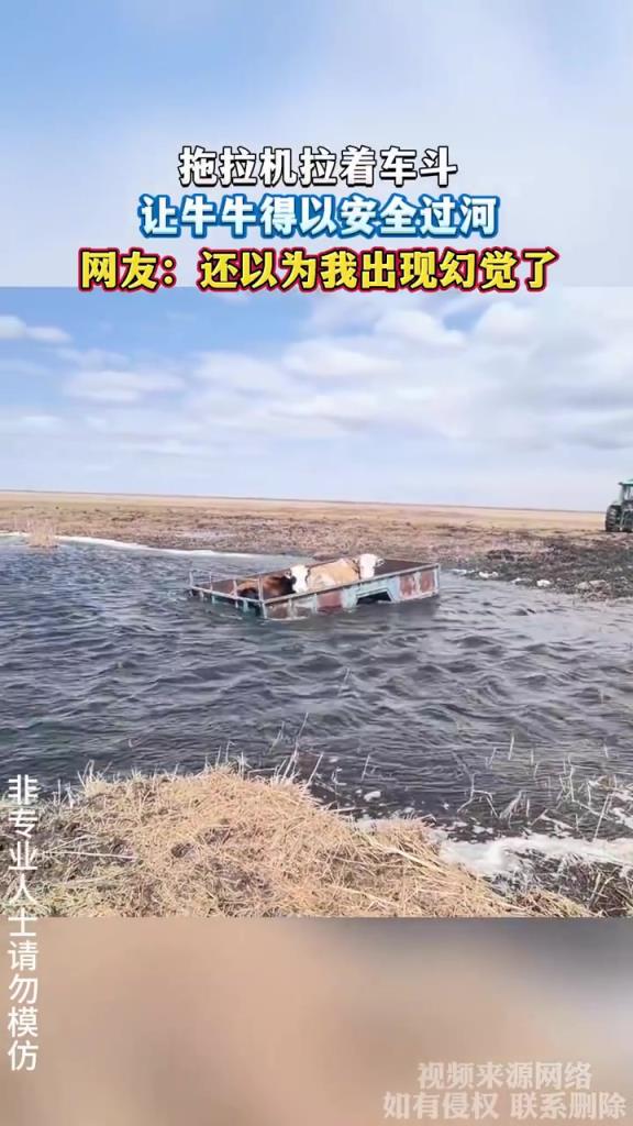 拖拉機(jī)拉著車斗，讓牛牛得以安全過河
