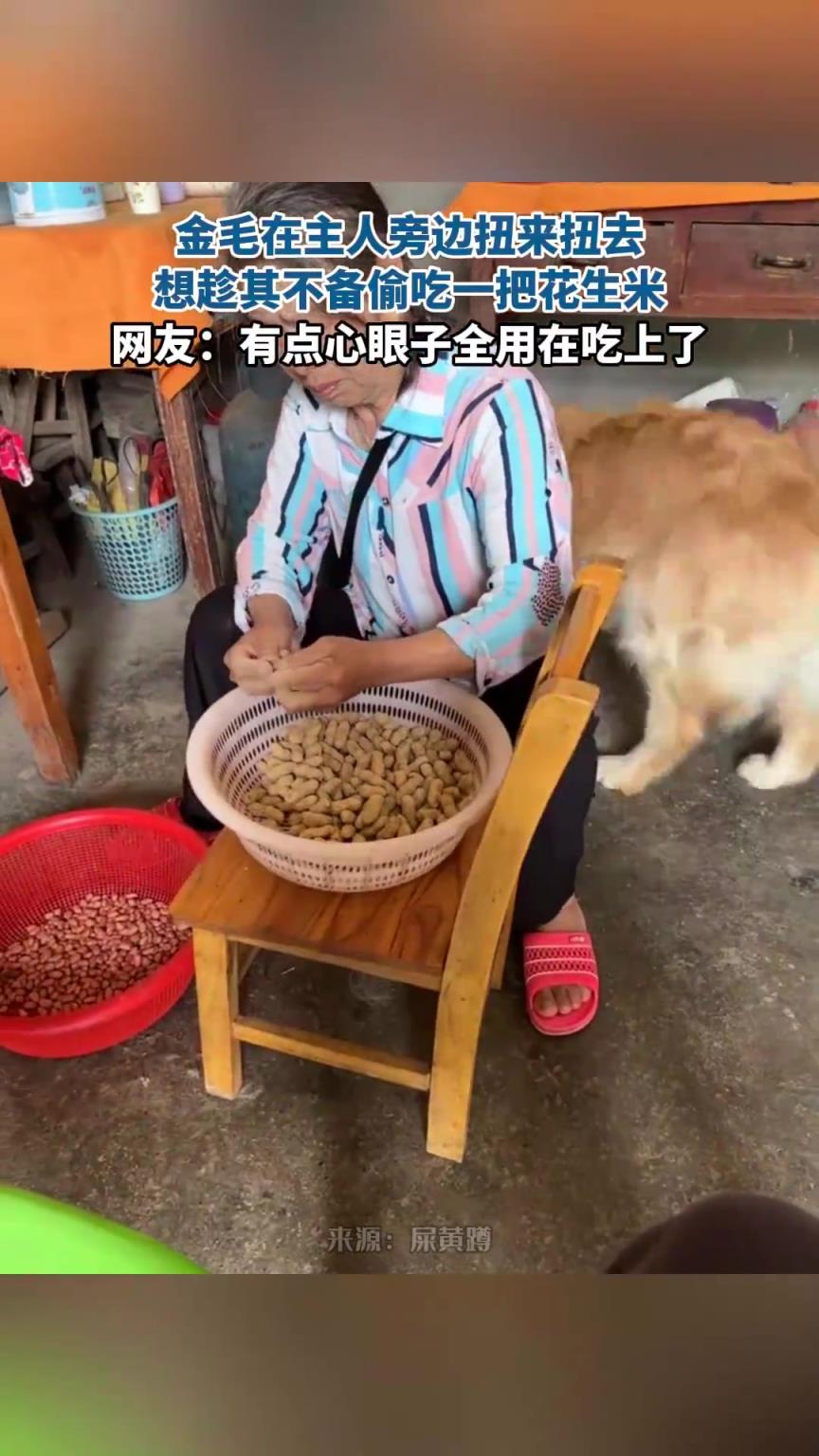 金毛在主人旁边扭来扭去，想趁其不备偷吃一把花生米！！！
