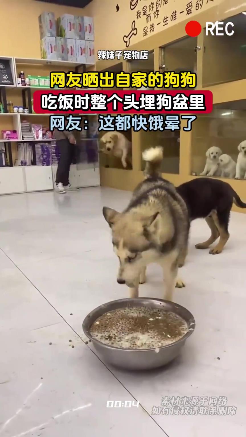 网友晒出自家的狗狗，吃饭时整个头埋狗盆里，网友：这都快饿晕了