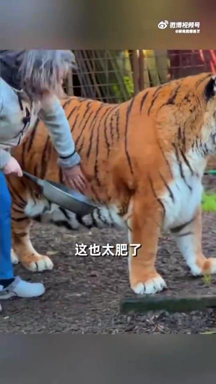 果然沒(méi)有老奶奶養(yǎng)不胖的動(dòng)物