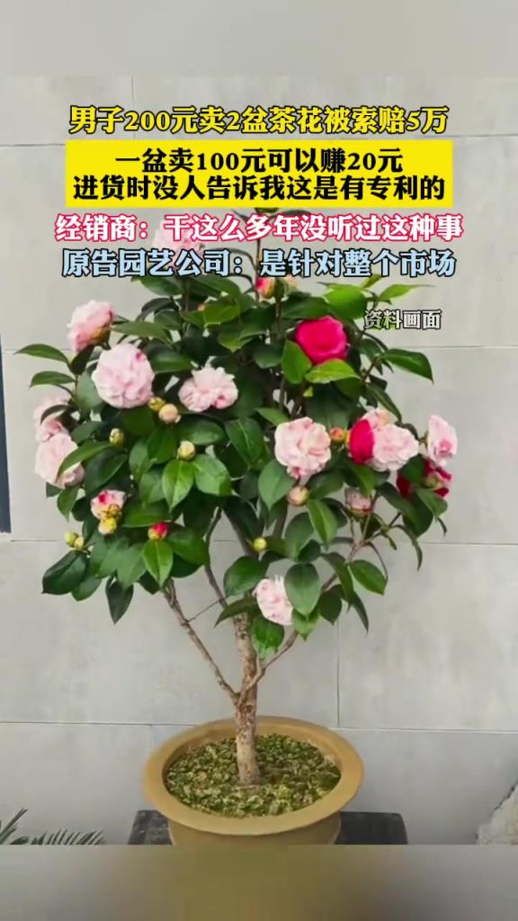 男子200元卖2盆茶花被索赔5万 你懂吗？
