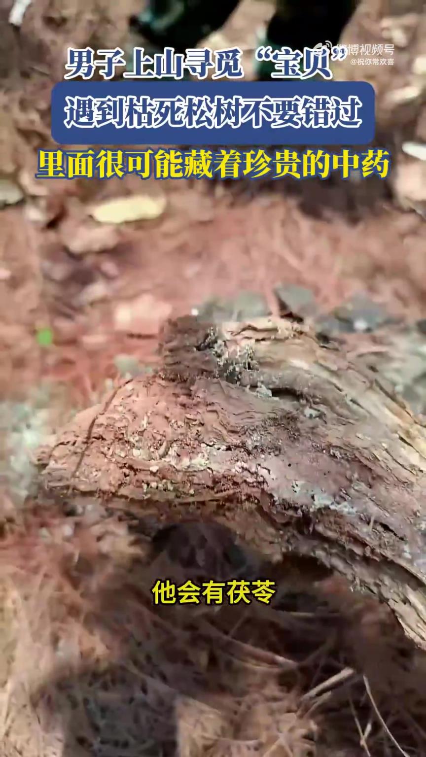 男子寻觅“宝贝”：枯死松树或藏珍贵中药