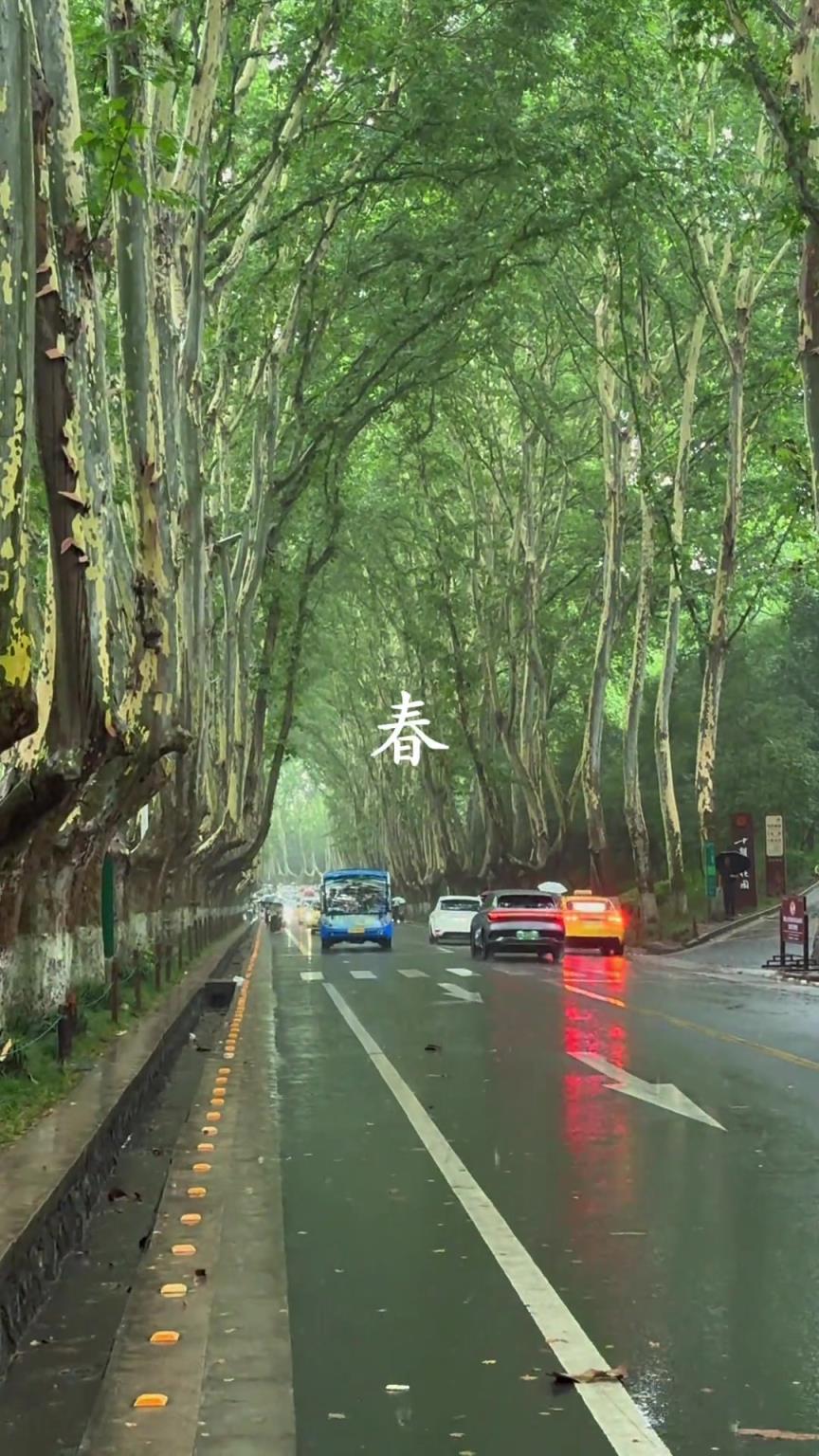 拍了一年多，才集齐了南京梧桐大道的春夏秋冬
