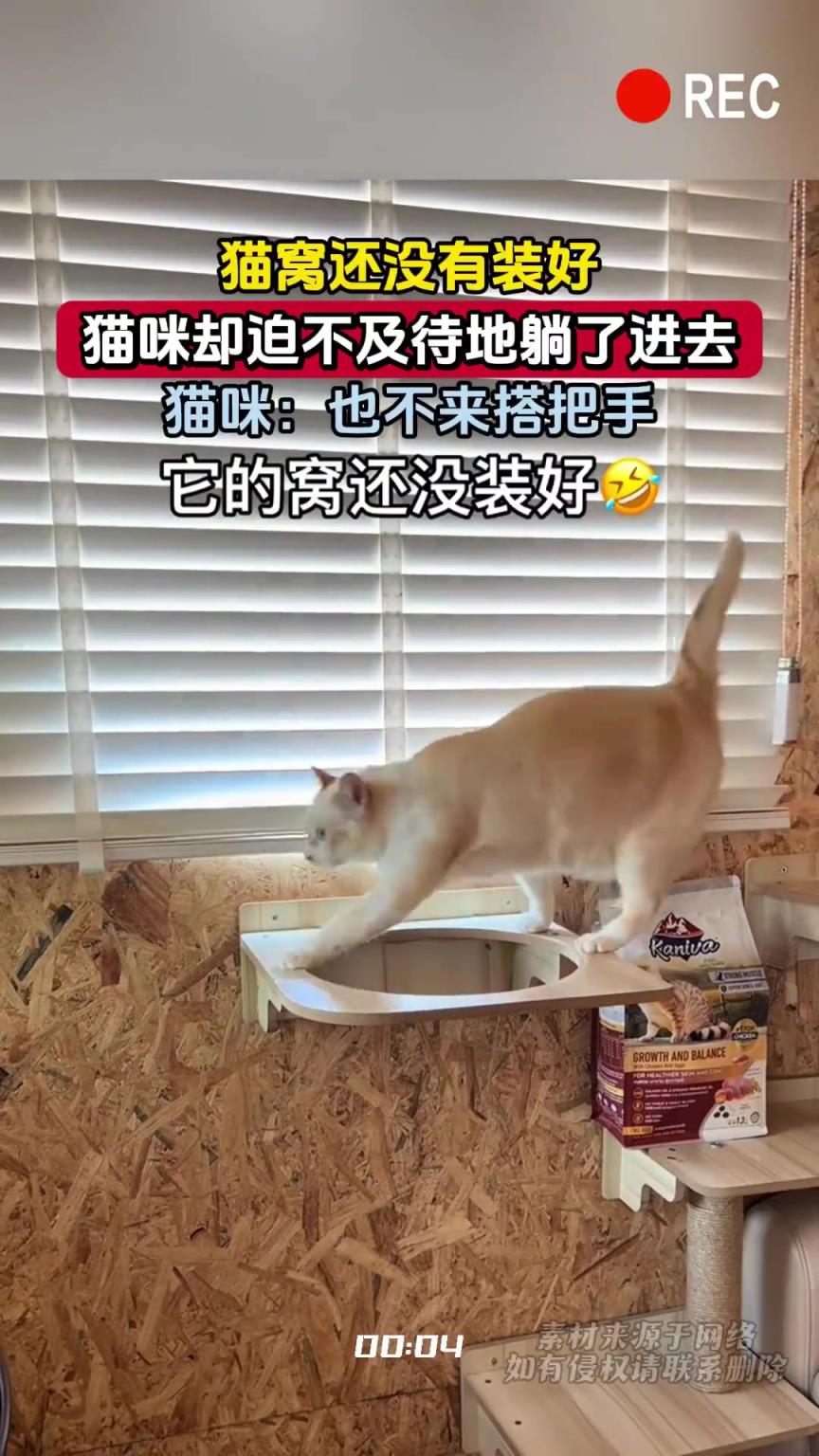 猫窝还没有装好，猫咪却迫不及待地躺了进去，猫咪：也不来搭把手