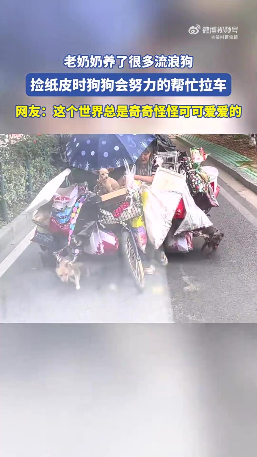 老奶奶养众多流浪狗，捡纸皮时狗狗卖力拉车