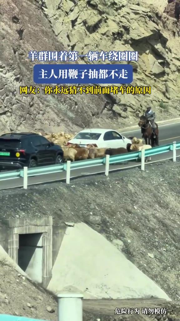 羊群圍著第一輛車?yán)@圈圈,主人用鞭子抽都不走!!!