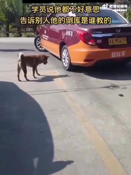 學(xué)員不好意思說(shuō)自己倒車(chē)入庫(kù)的教練是誰(shuí)[允悲]