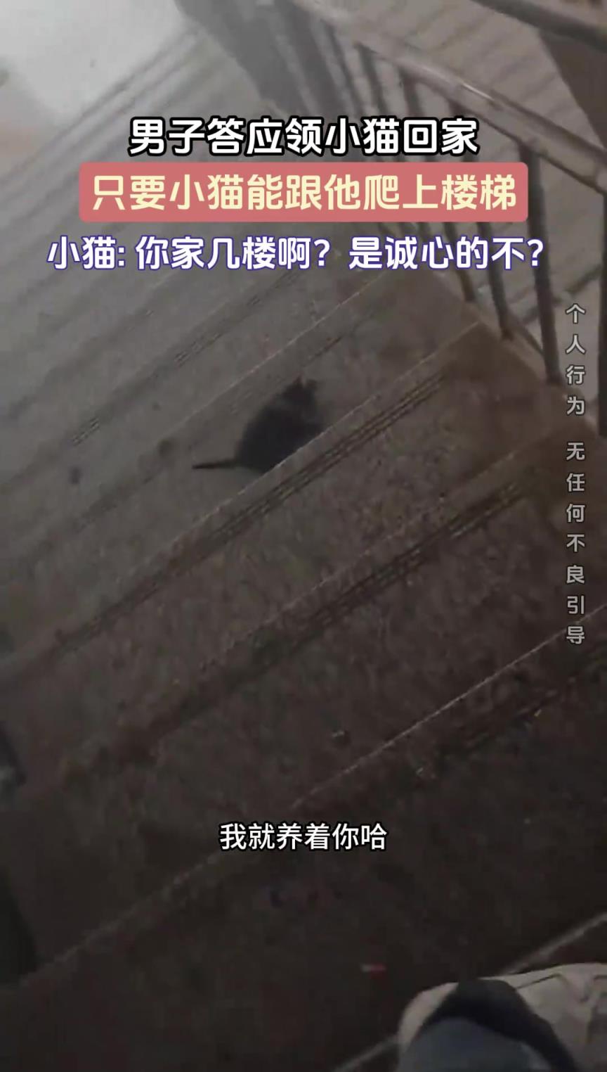 男子答应领小猫回家，只要小猫能跟他爬上楼梯
