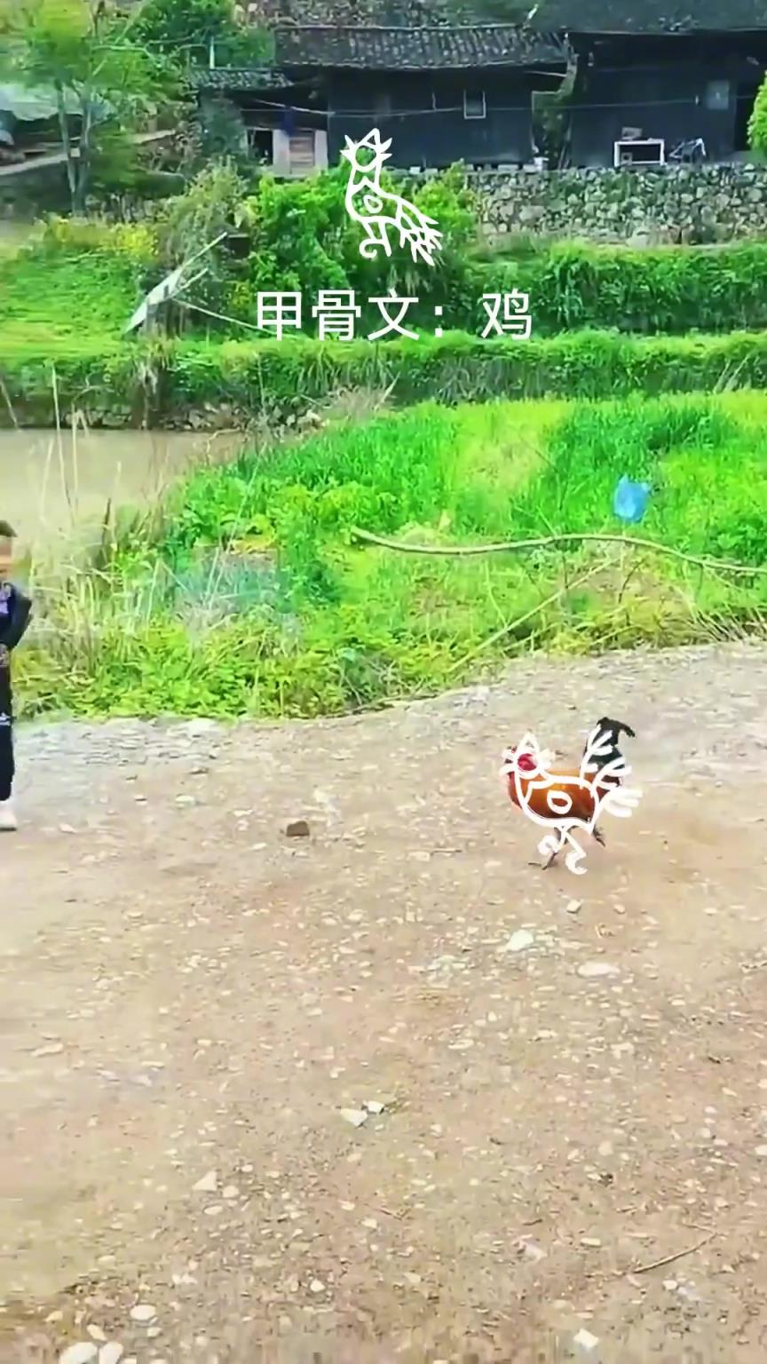 原来小动物们是行走的甲骨文啊！