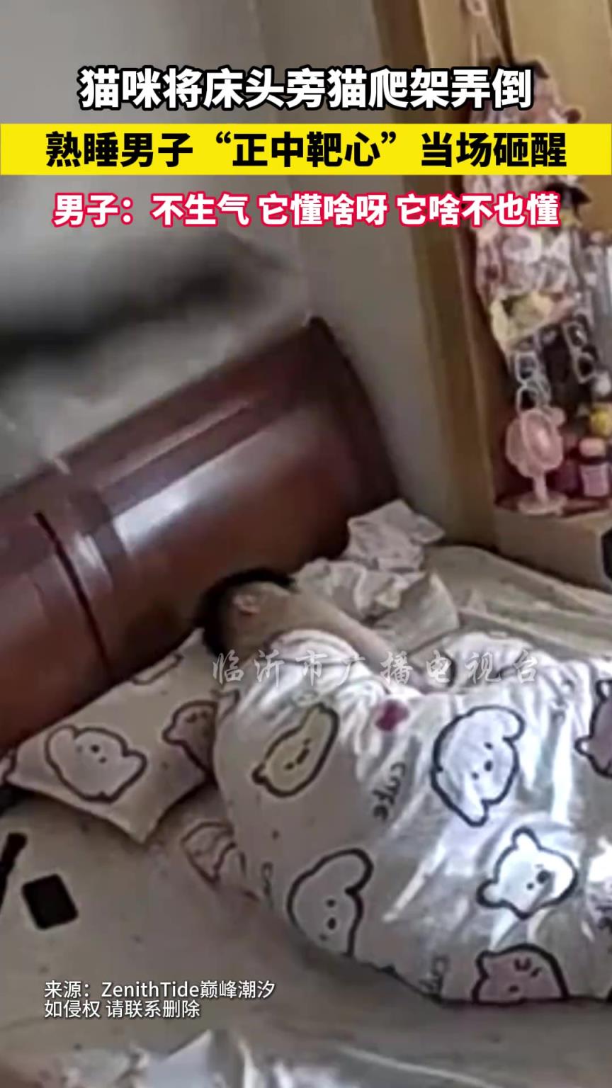 猫咪将床头旁猫爬架弄倒 熟睡男子正中靶心当场砸醒