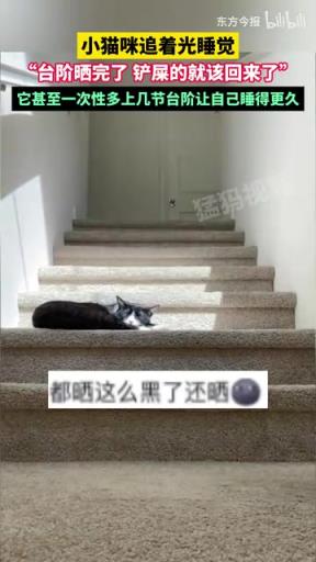 小猫咪追着光睡觉，“台阶晒完了 铲屎的就该回来了”
