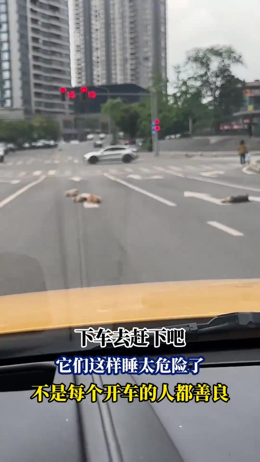 開車遇到一群狗在馬路上睡覺
