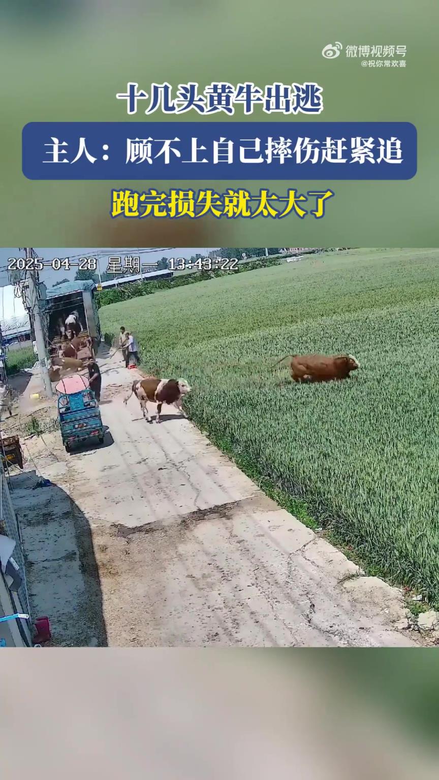十几头黄牛出逃，主人不顾摔伤急追：晚了损失大