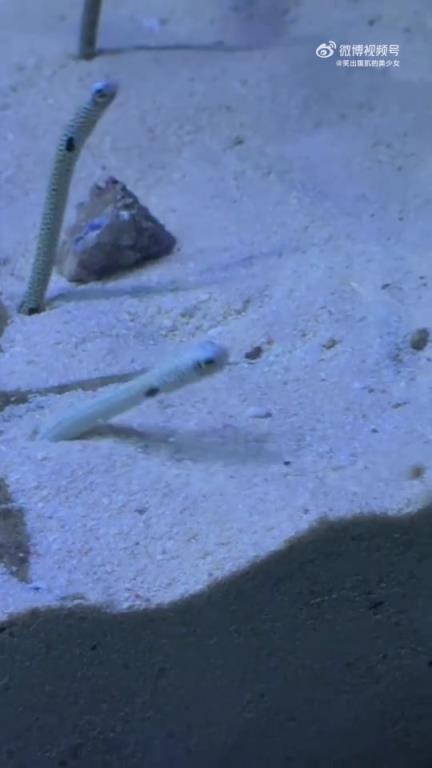 没见过花园鳗掐架？超好玩！不许有人错过