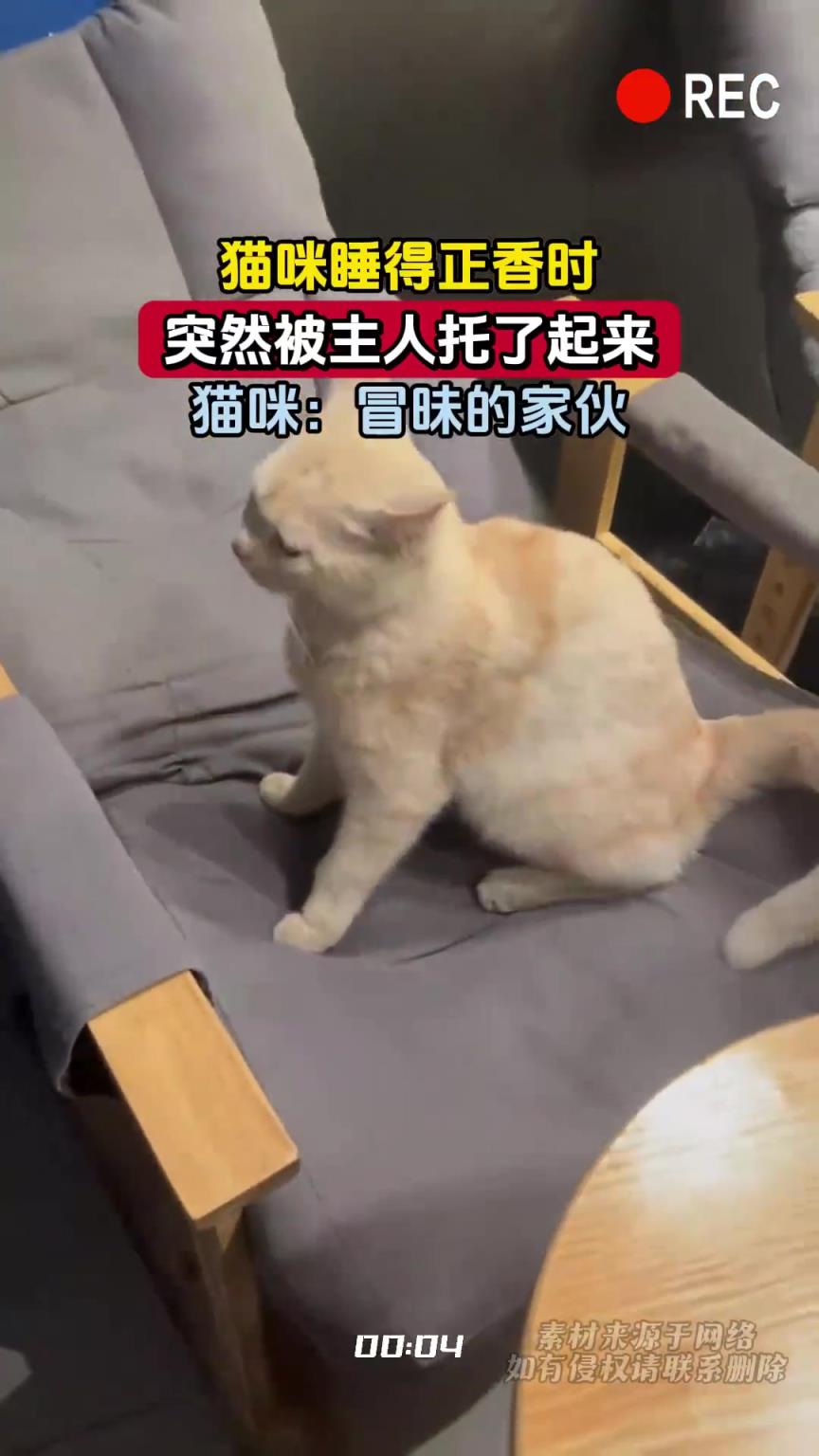 猫咪睡得正香时，突然被主人托了起来，猫咪：冒昧的家伙
