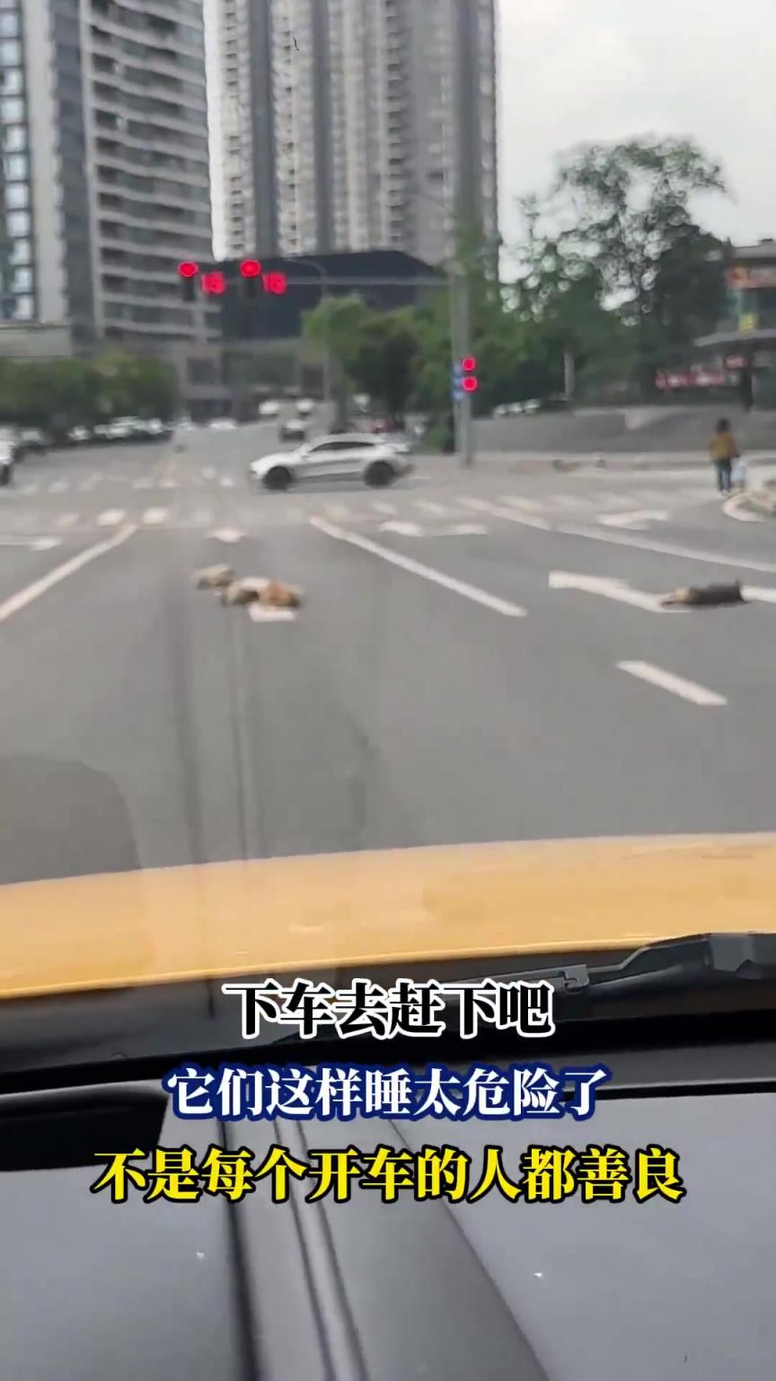 开车遇到一群狗在马路上睡觉