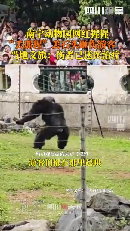 南宁网红猩猩扔石块砸伤游客，当地文旅工作人员回应
