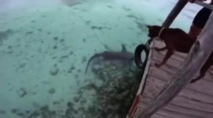 其他鯊魚：你說你被狗咬了？