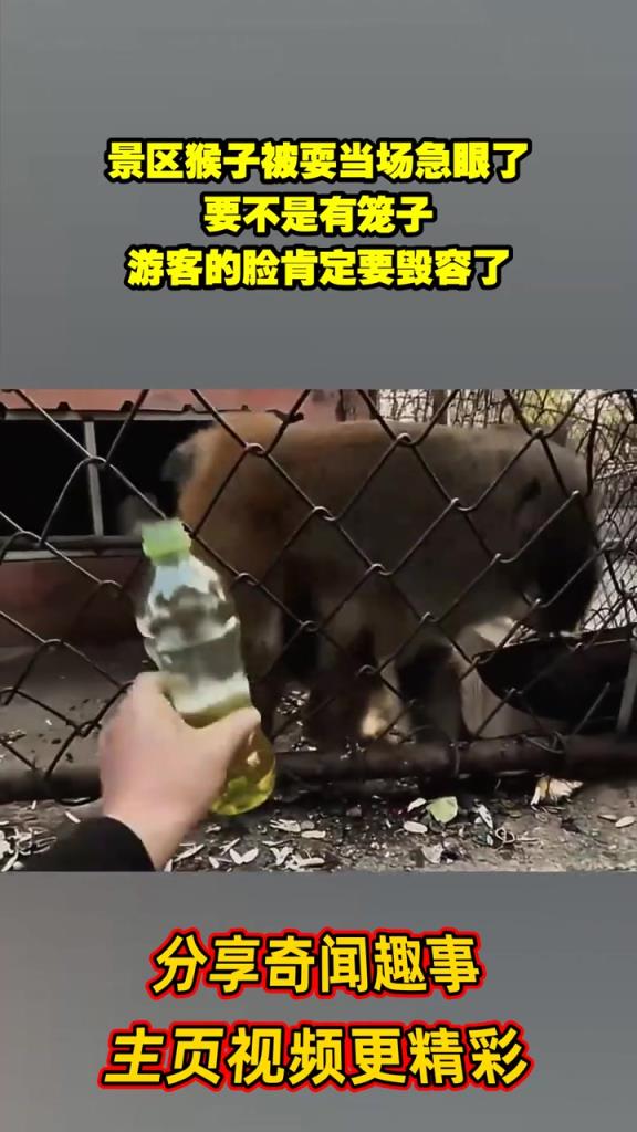 景区猴子被耍当场急眼了，要不是有笼子，游客的脸肯定要毁容了