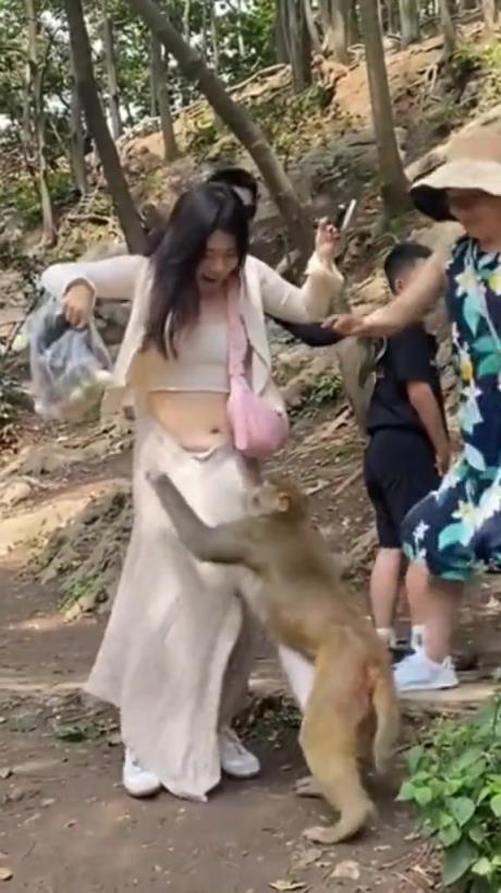 猴子为了抢吃的，要把女生的裙子给扯掉了！！