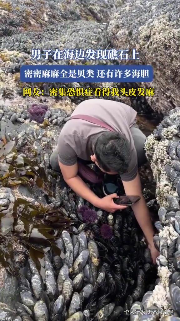 男子在海邊發(fā)現(xiàn)礁石上,密密麻麻全是貝類,還有許多海膽!