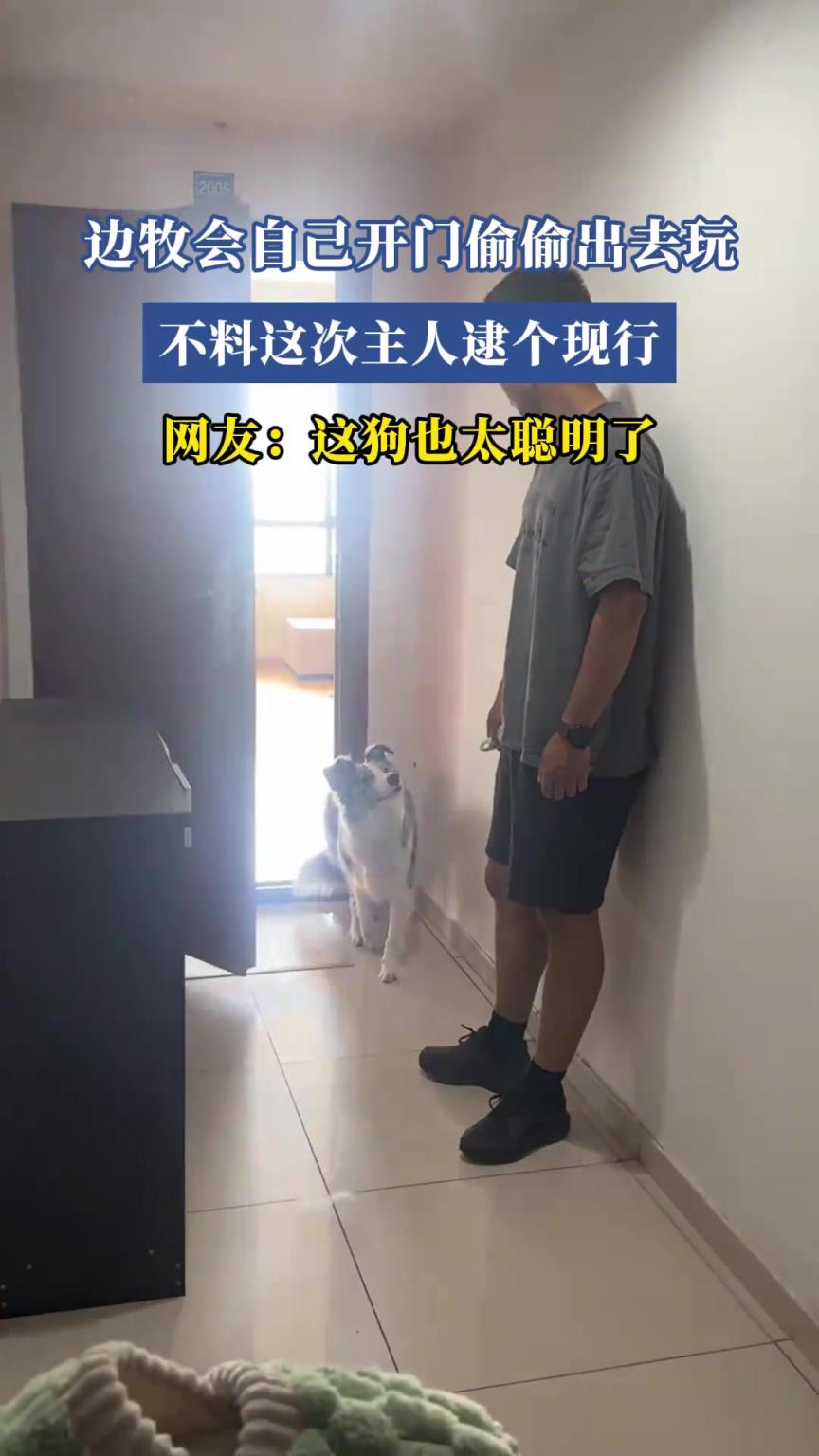 边牧会开门偷偷出去玩，不料这次主人逮个现行，网友：这也太聪明