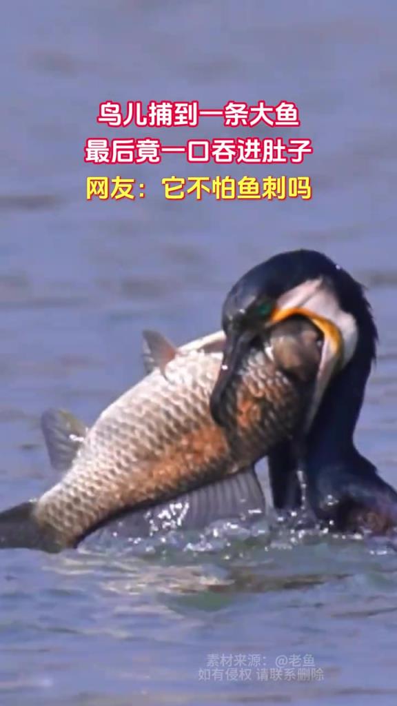 鳥兒捕到一條大魚 最后竟一口吞進肚子