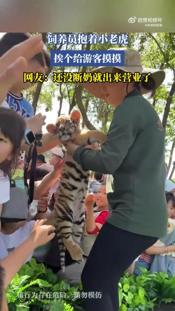 飼養(yǎng)員抱著小老虎 挨個(gè)給游客摸摸